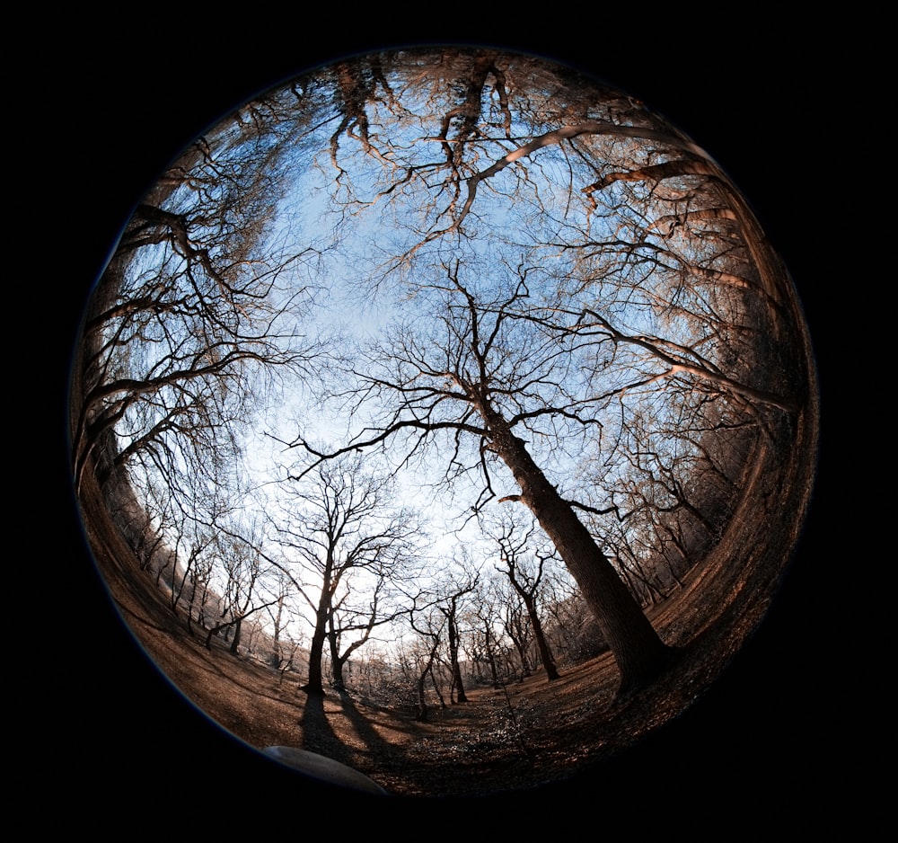 a fish eye view of a forest with no leaves