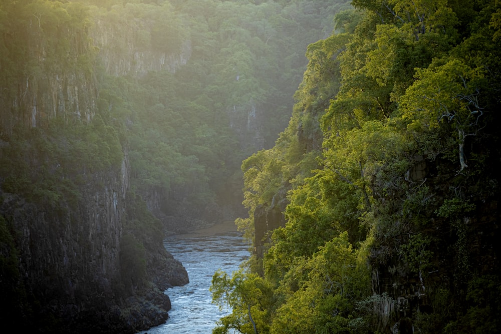 river in between green trees during daytime