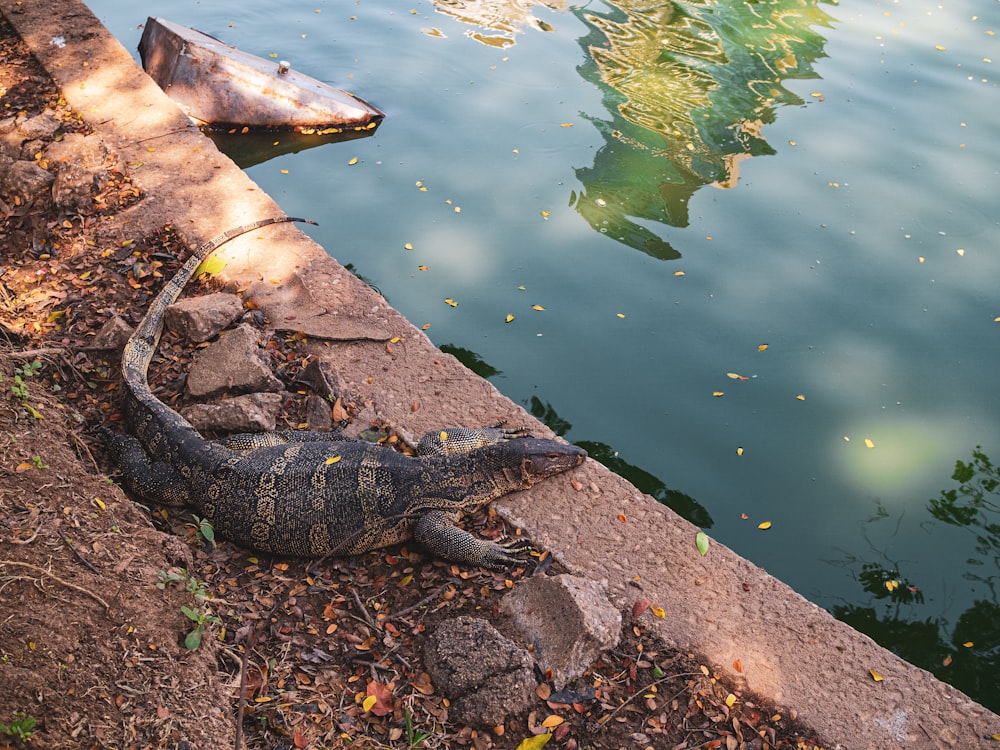 black crocodile on body of water during daytime