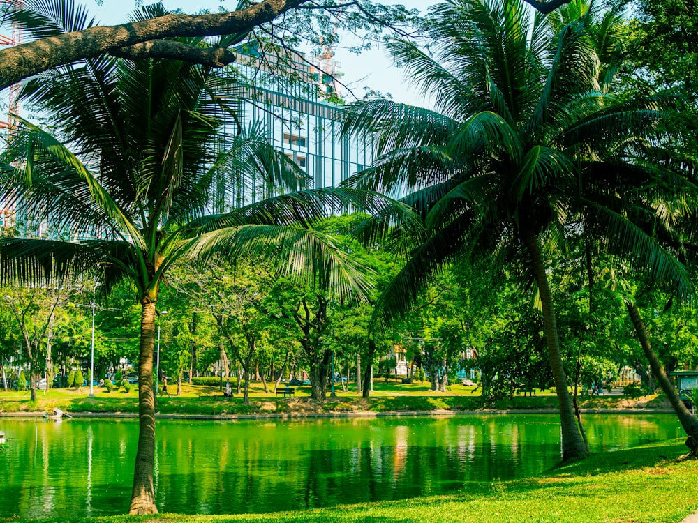 green palm trees near body of water during daytime