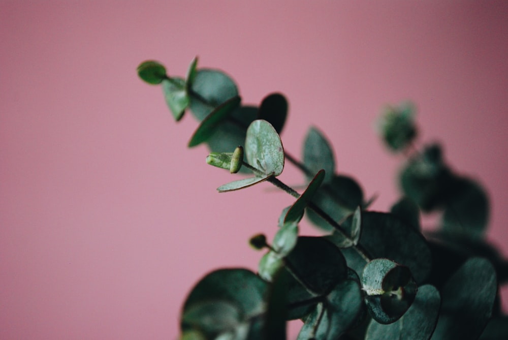 green plant with pink background