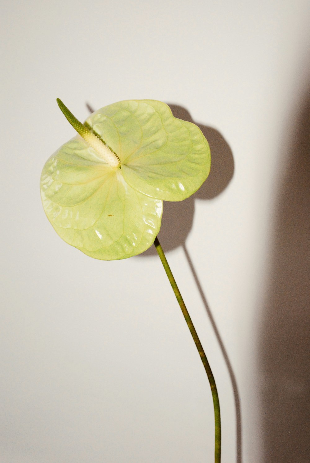 green and yellow leaf on white surface