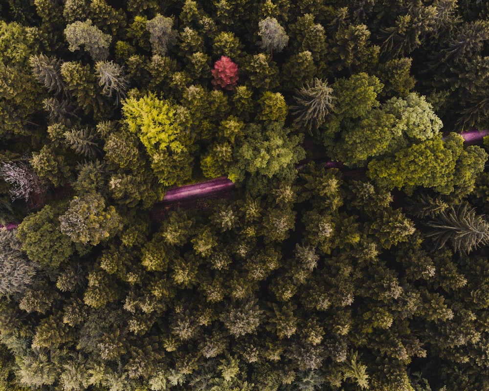 purple and green flower field