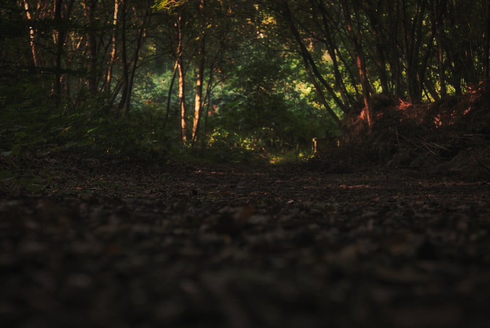 green trees on brown soil