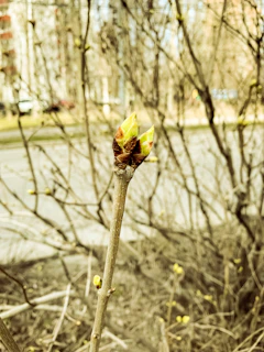 Illustration detail of the budding leaves on the wand, symbolizing growth and potential.