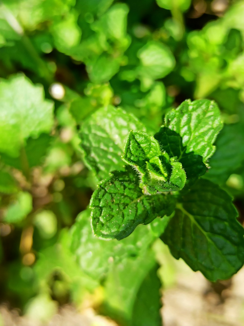 green leaf plant in close up photography