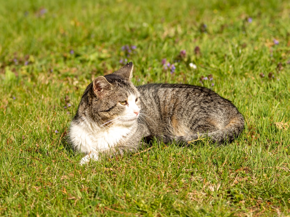 brown tabby cat on green grass field during daytime