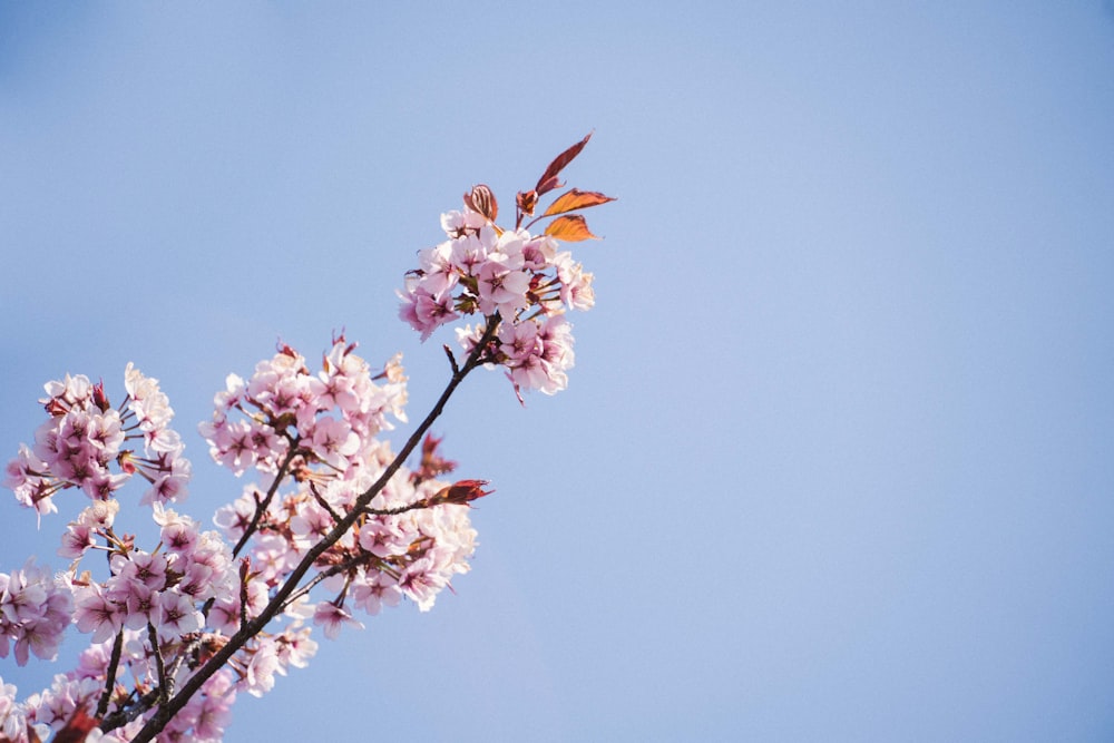 pink and white flower under blue sky during daytime