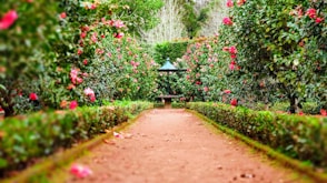 brown pathway between green plants