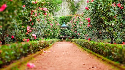 brown pathway between green plants