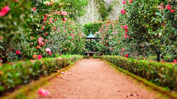 Tuinonderhoud den haag