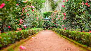 Raised garden beds