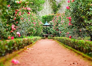 brown pathway between green plants