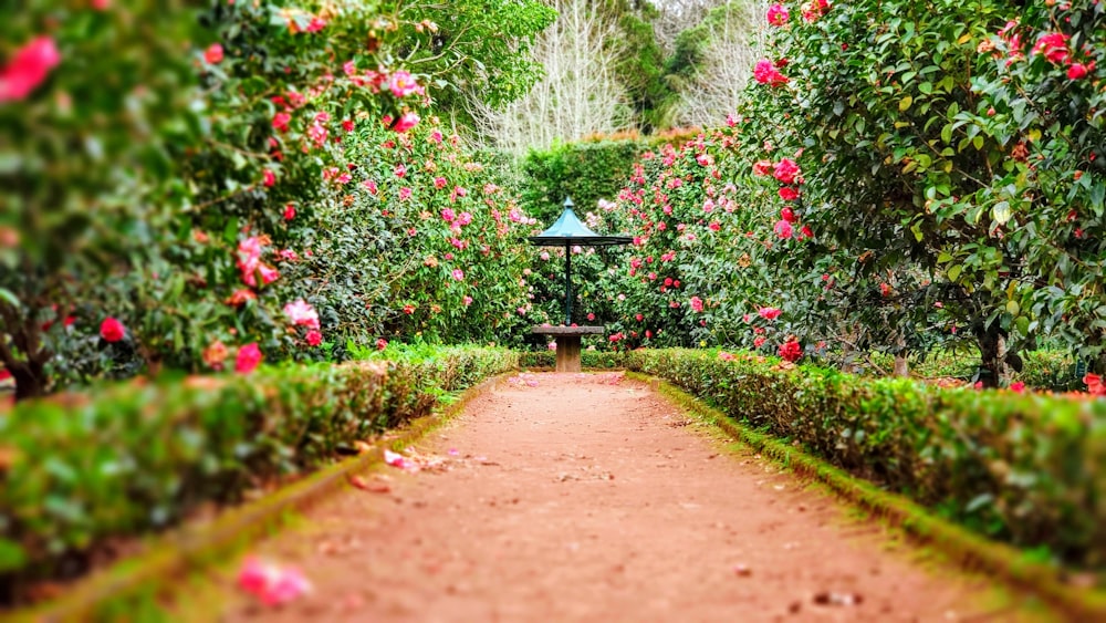 brown pathway between green plants