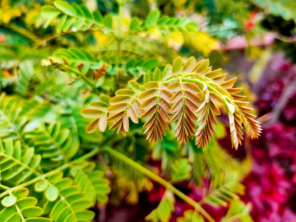 green and brown plant in close up photography