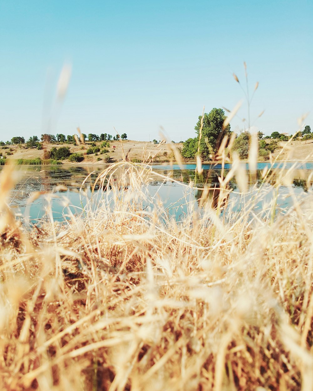 brown grass field under blue sky during daytime