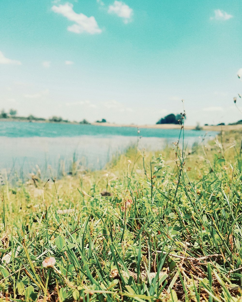 green grass field near body of water during daytime