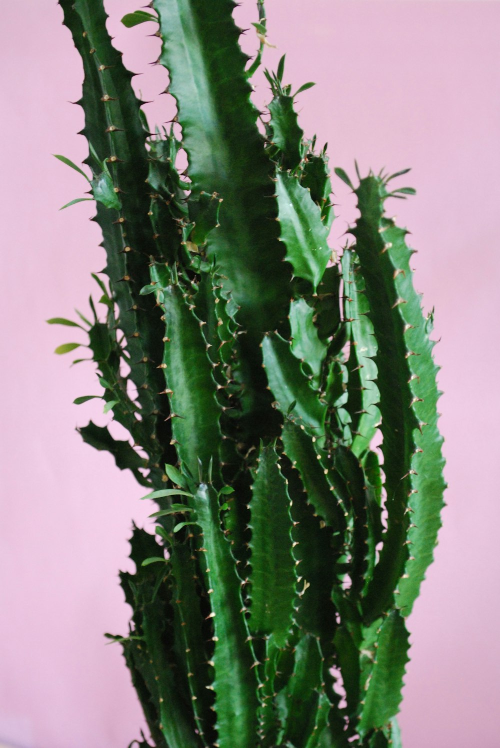 Planta de cactus verde en fotografía de primer plano
