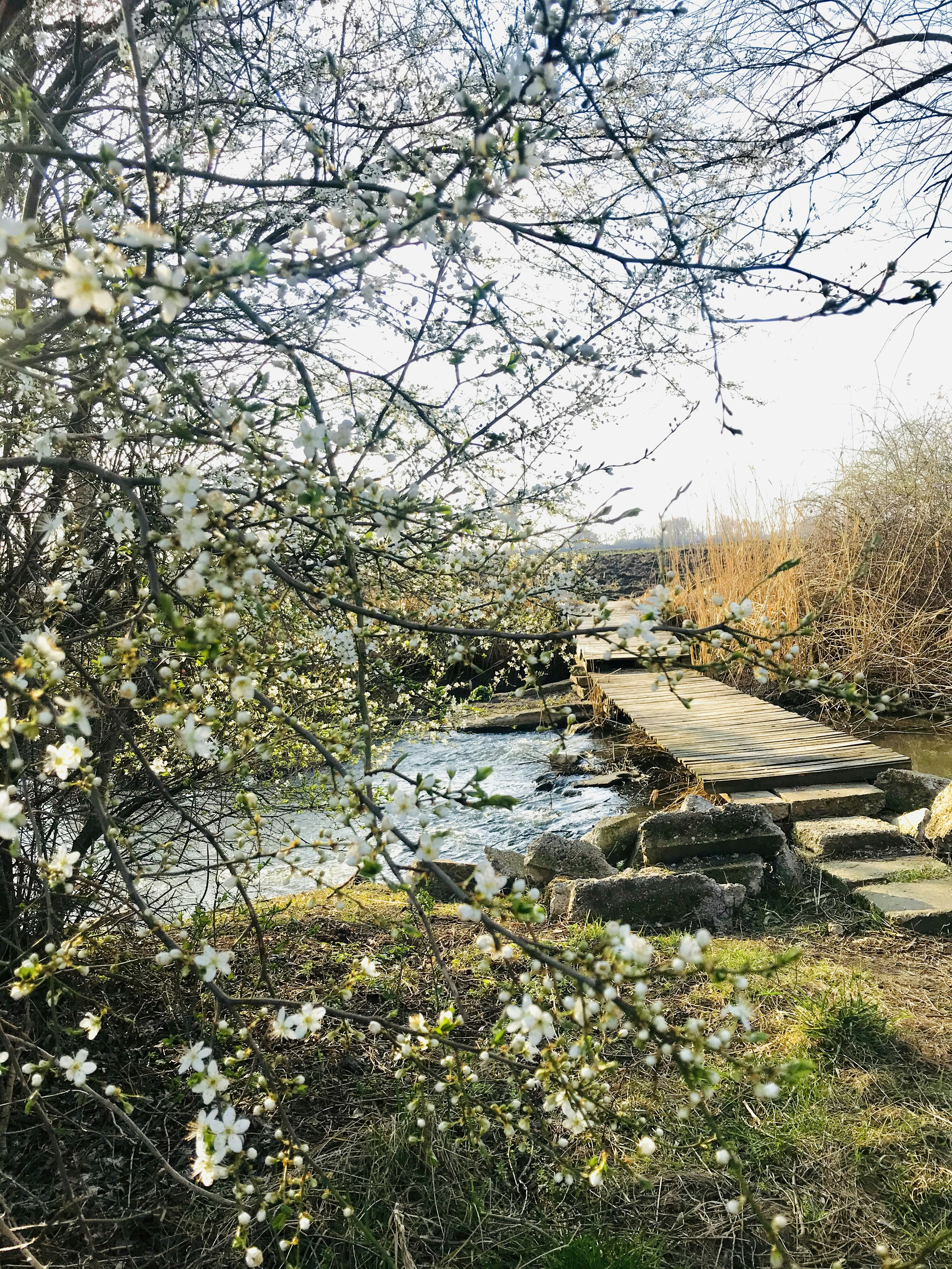 brown wooden bridge over river