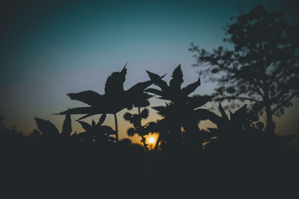 silhouette of plant during sunset