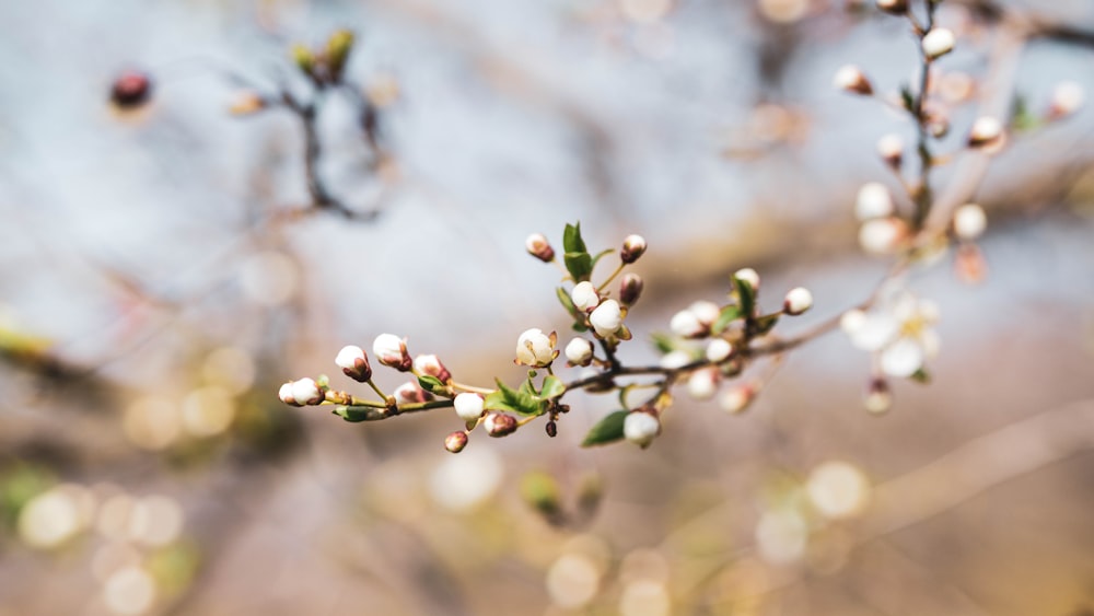 Frutos redondos blancos en lente de cambio de inclinación