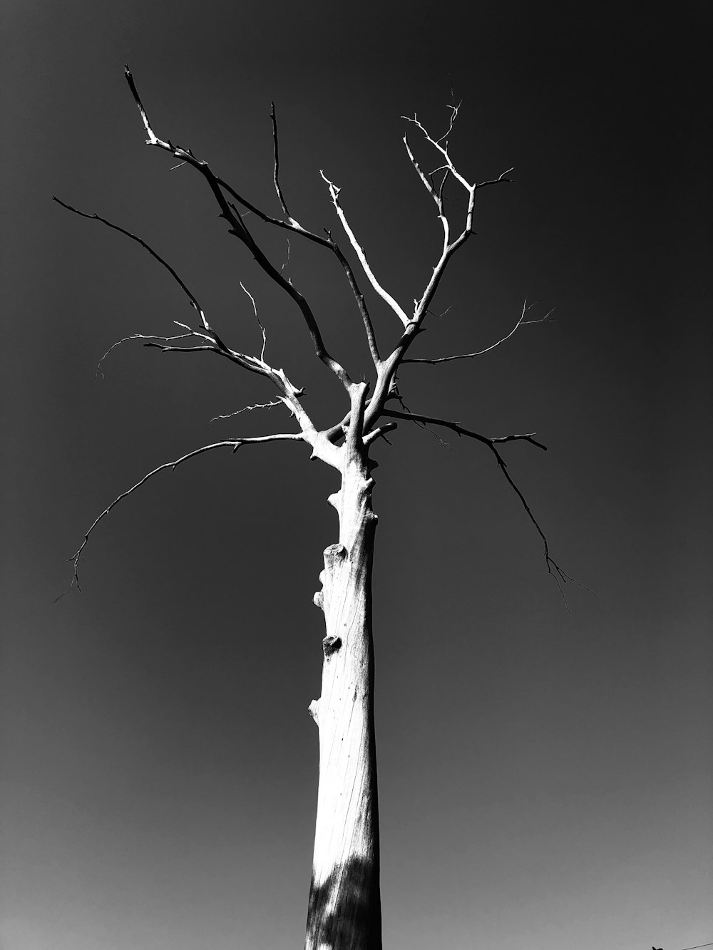 leafless tree with white background