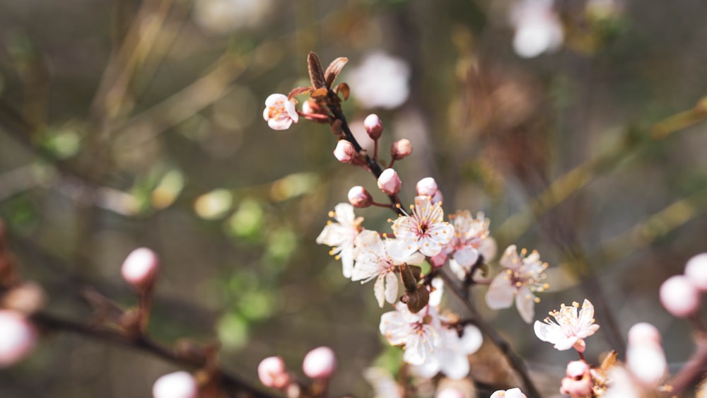 white and pink cherry blossom in close up photography