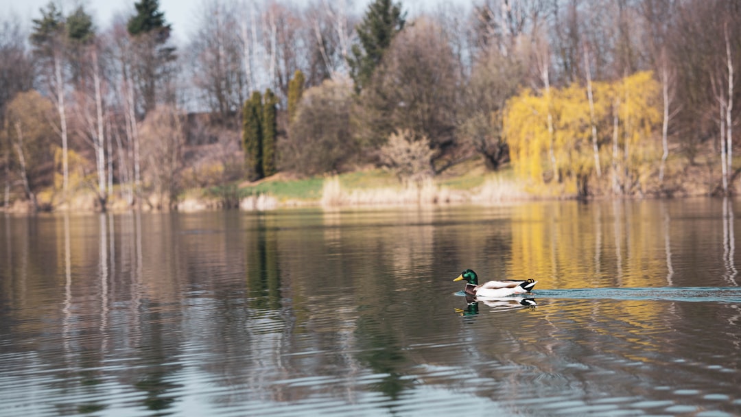 2 mallard ducks on lake during daytime