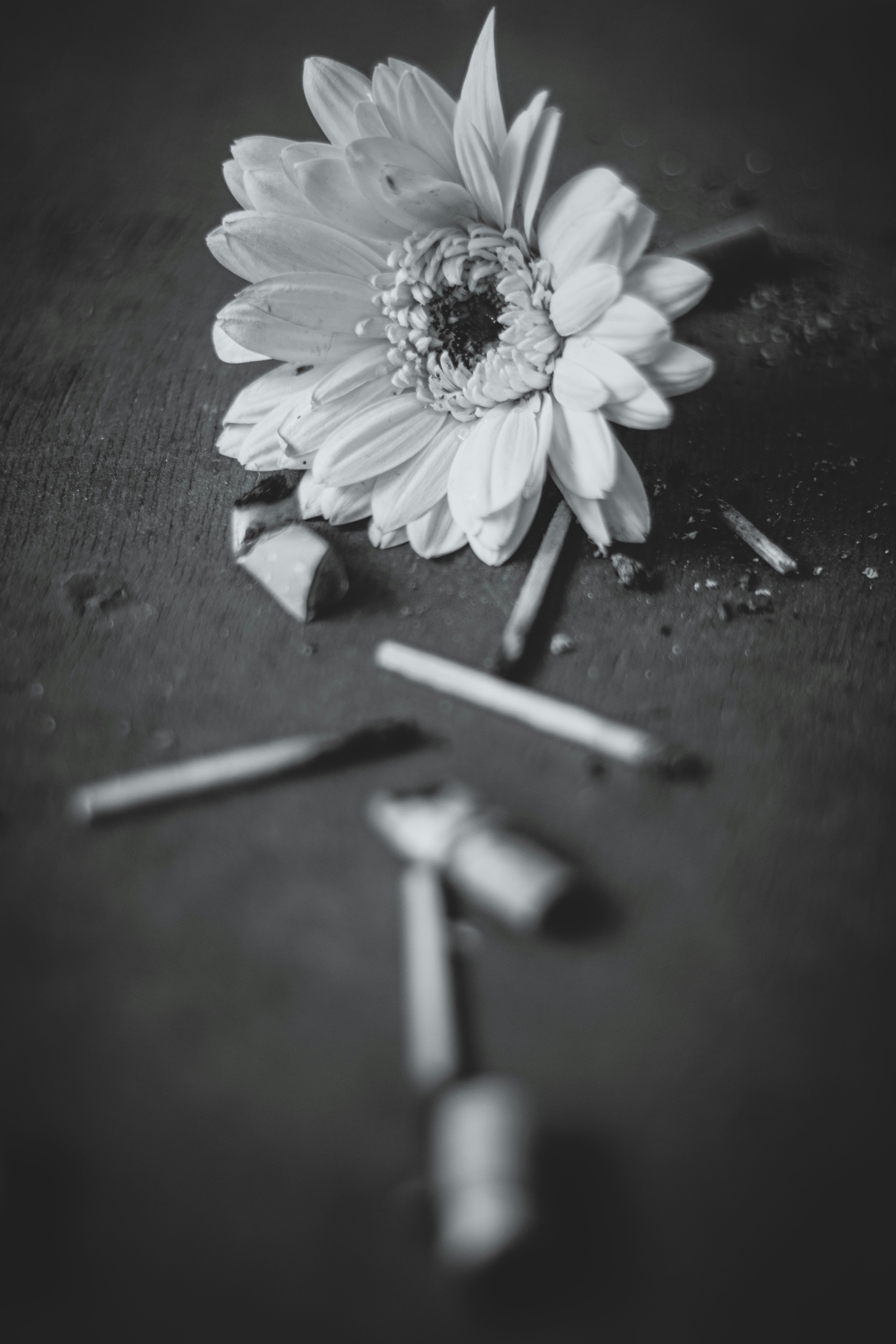 white daisy on black surface