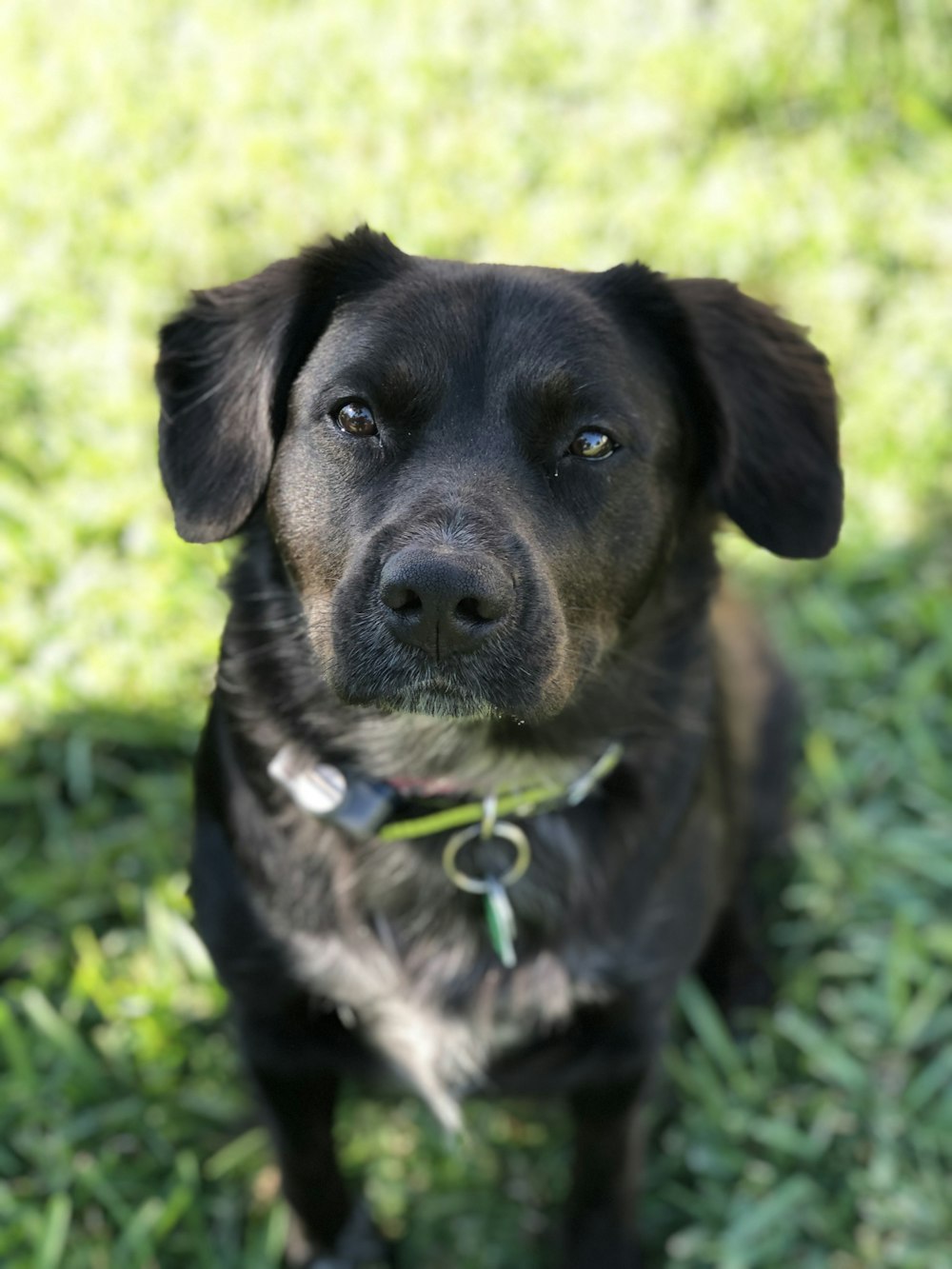 cão preto e marrom de pelagem curta na grama verde durante o dia