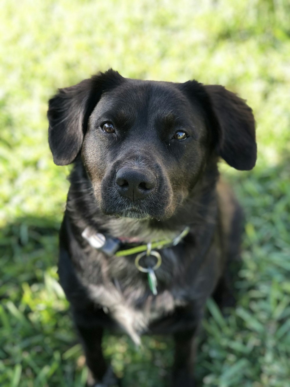 Chien noir et brun à poil court sur l’herbe verte pendant la journée