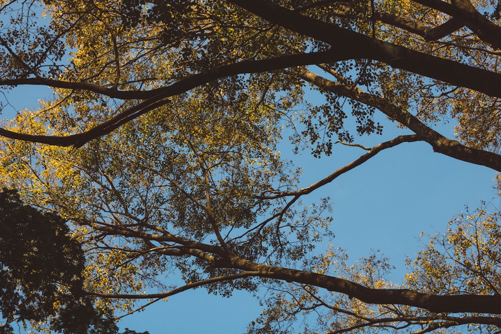 albero marrone sotto il cielo blu durante il giorno