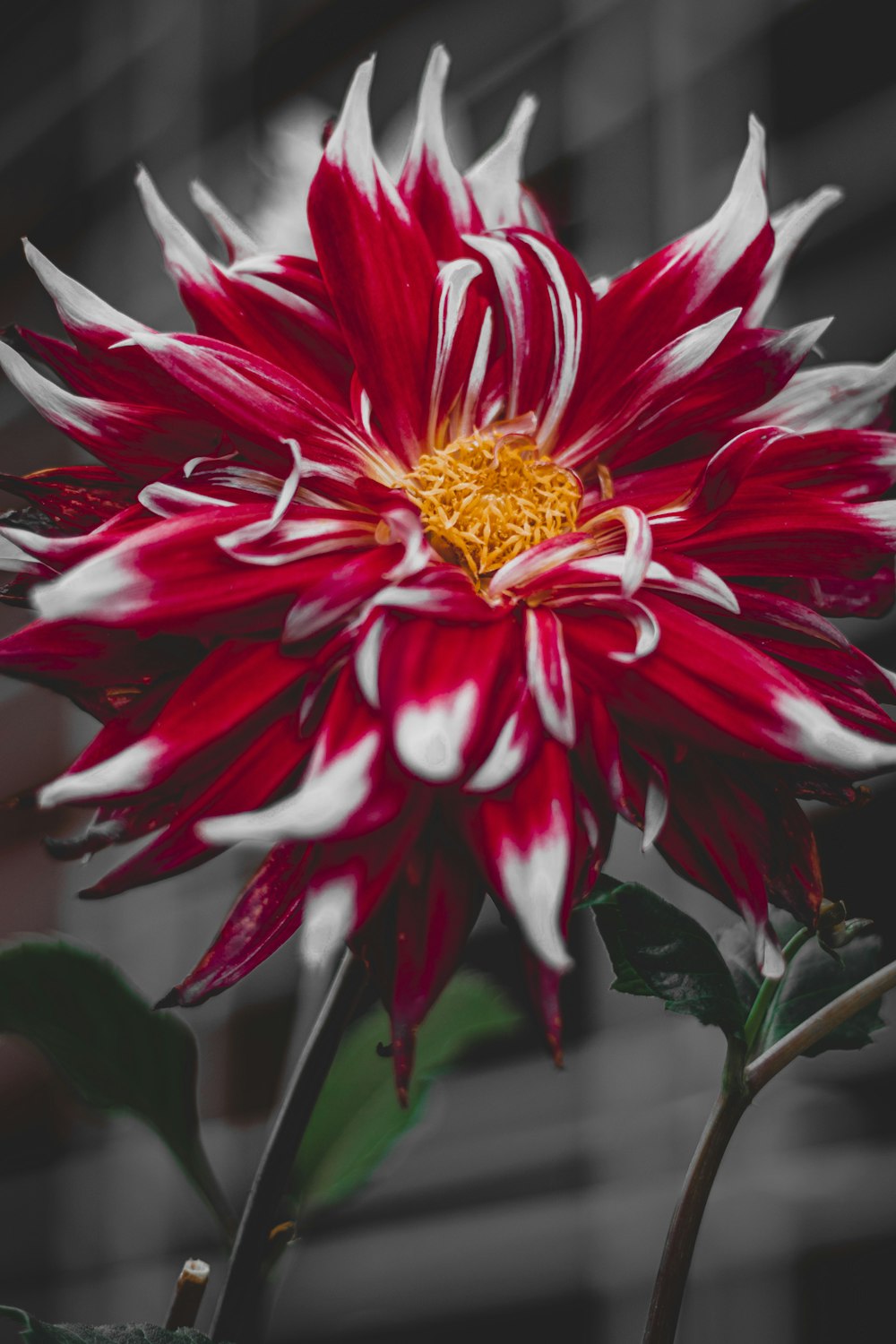 red and yellow flower in close up photography