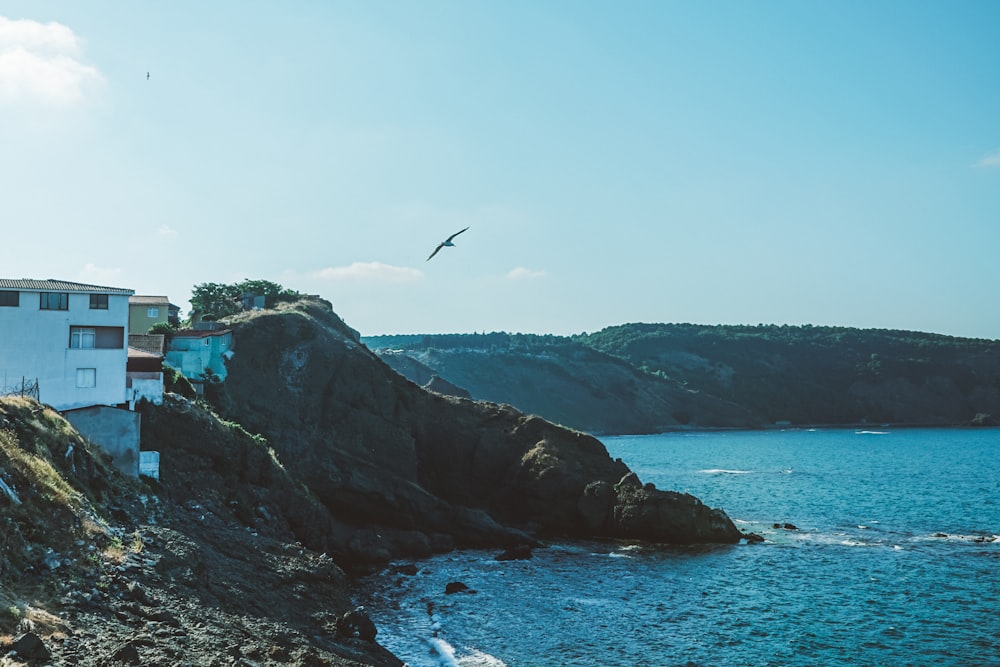 bird flying over the sea during daytime