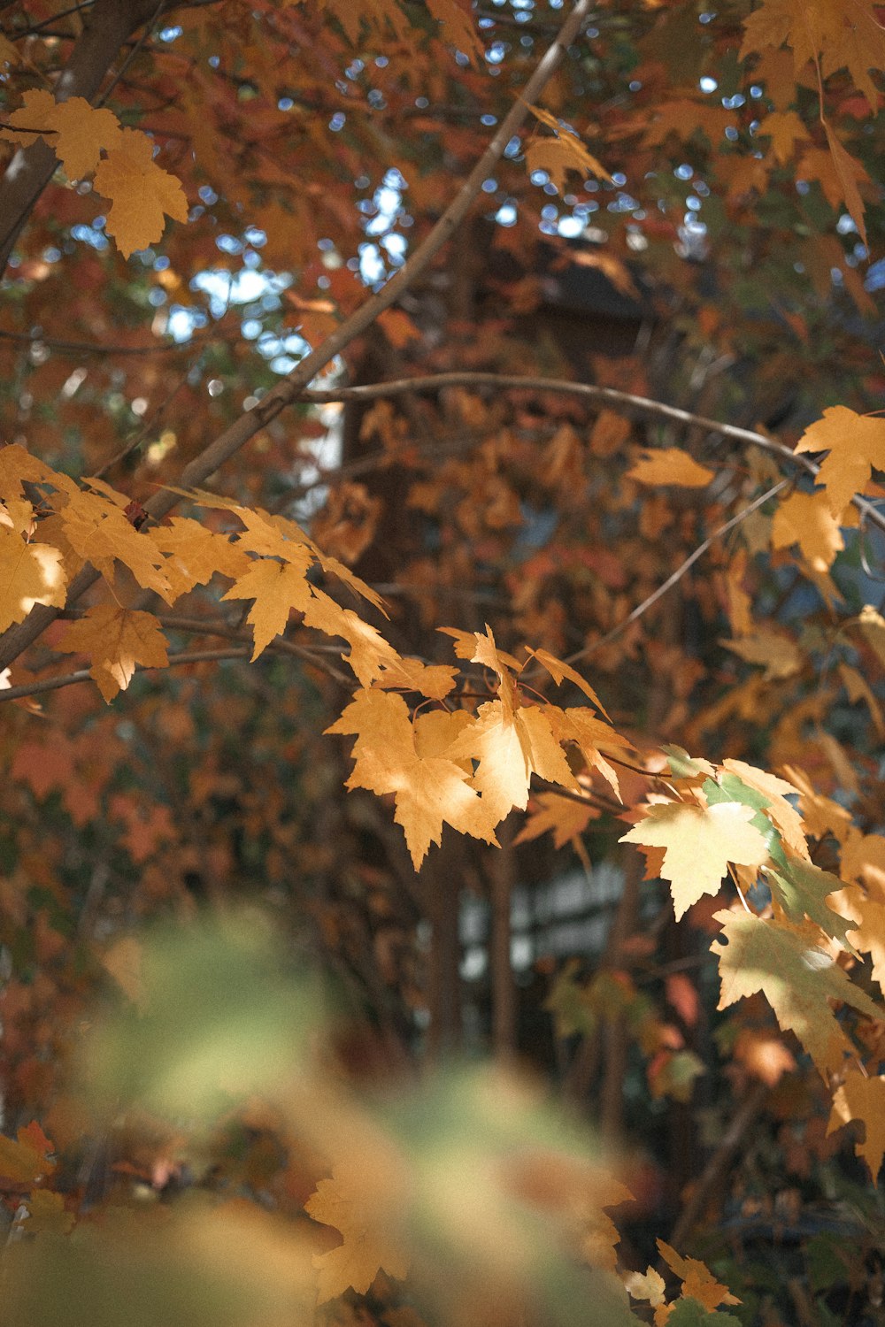 brown maple leaf in tilt shift lens