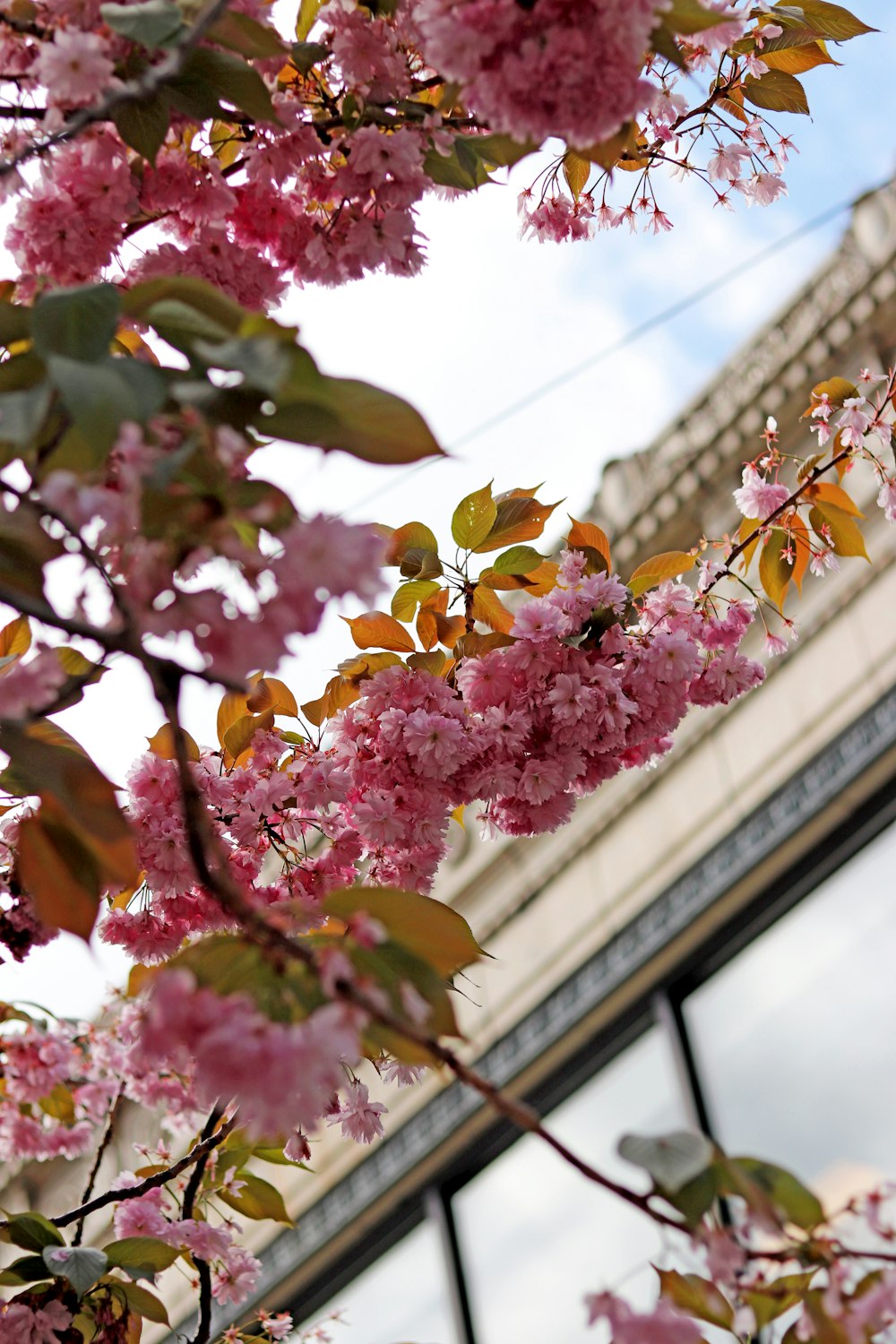 昼間はピンクの花に緑の葉をつける