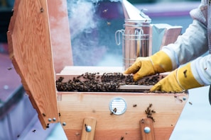 A beekeeper wearing yellow gloves is handling a wooden beehive filled with bees. Smoke is visible in the background, likely from a smoker used to calm the bees. The hive is open, revealing a large number of bees inside. The scene appears to be outdoors with a focus on the beekeeping activity.