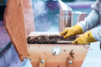 A beekeeper wearing yellow gloves is handling a wooden beehive filled with bees. Smoke is visible in the background, likely from a smoker used to calm the bees. The hive is open, revealing a large number of bees inside. The scene appears to be outdoors with a focus on the beekeeping activity.