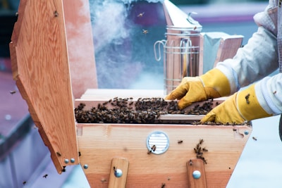 A beekeeper wearing yellow gloves is handling a wooden beehive filled with bees. Smoke is visible in the background, likely from a smoker used to calm the bees. The hive is open, revealing a large number of bees inside. The scene appears to be outdoors with a focus on the beekeeping activity.