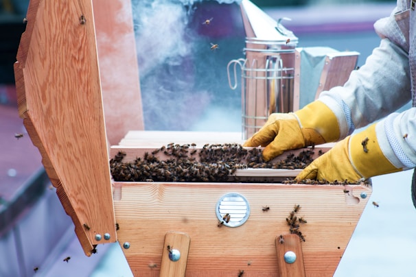 A beekeeper wearing yellow gloves is handling a wooden beehive filled with bees. Smoke is visible in the background, likely from a smoker used to calm the bees. The hive is open, revealing a large number of bees inside. The scene appears to be outdoors with a focus on the beekeeping activity.
