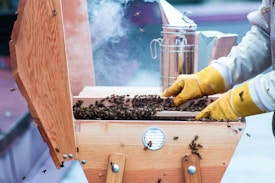A beekeeper wearing yellow gloves is handling a wooden beehive filled with bees. Smoke is visible in the background, likely from a smoker used to calm the bees. The hive is open, revealing a large number of bees inside. The scene appears to be outdoors with a focus on the beekeeping activity.