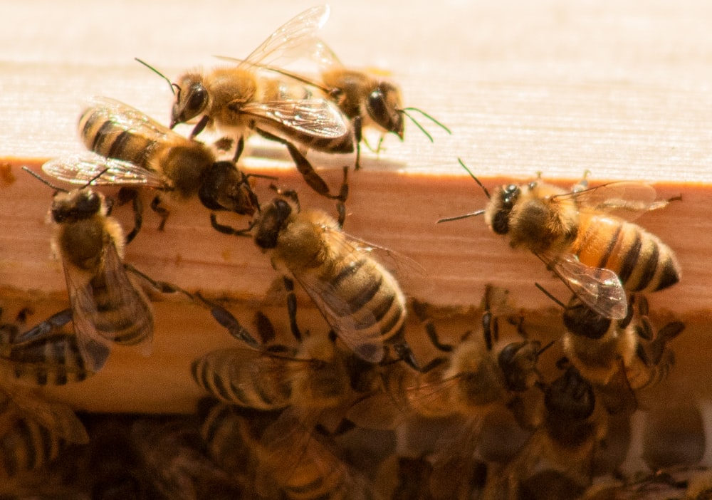 brown and black bee on brown wooden surface