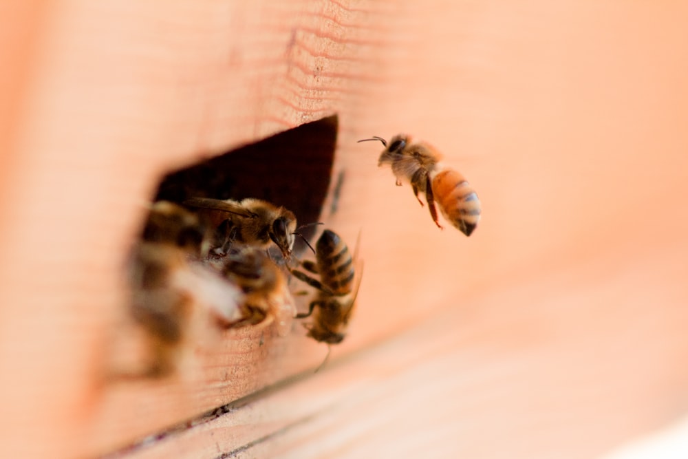 brown and black honeybee on brown wooden surface