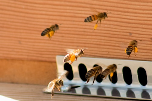 Several bees are flying near a wooden surface with some carrying yellow pollen on their legs. The bees appear to be entering or exiting a small wooden hive with a metal entrance.
