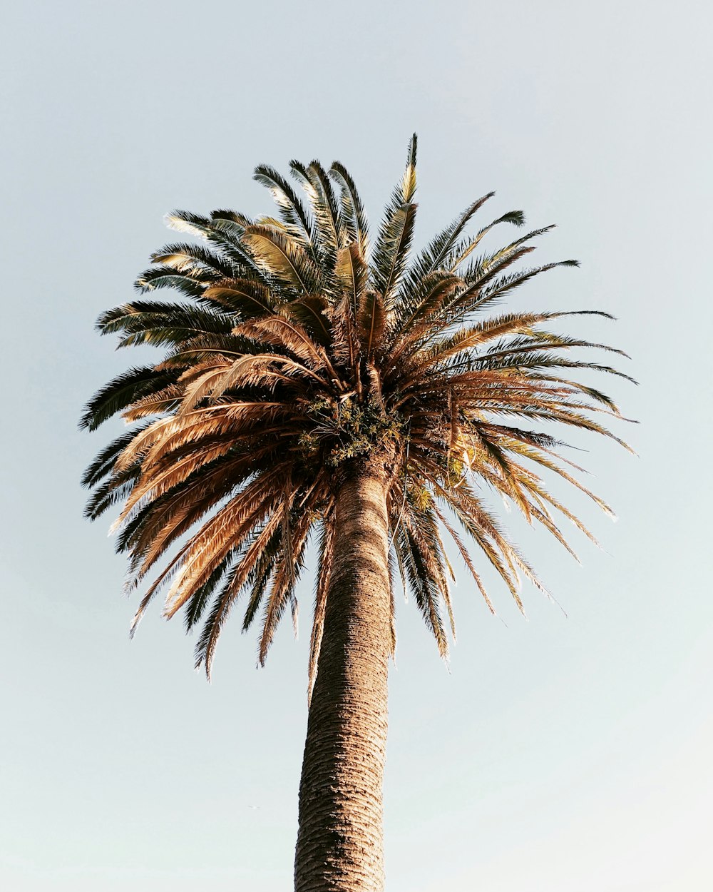 brown palm tree under white sky during daytime