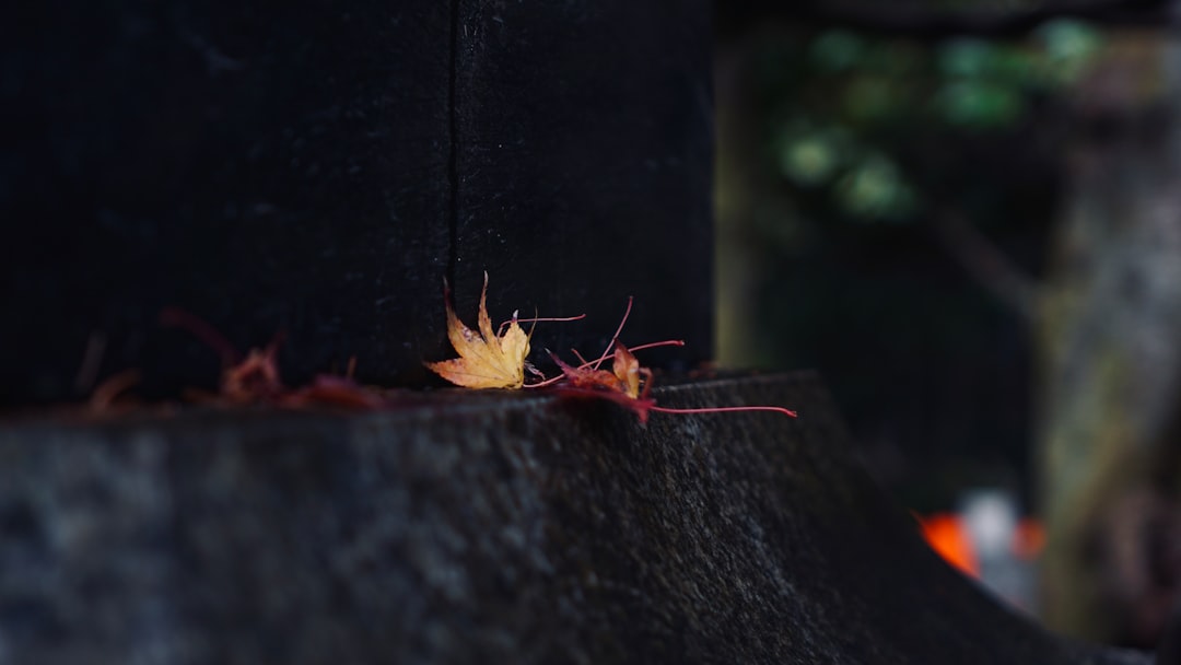 Forest photo spot Fushimi Inari Taisha Fushimi