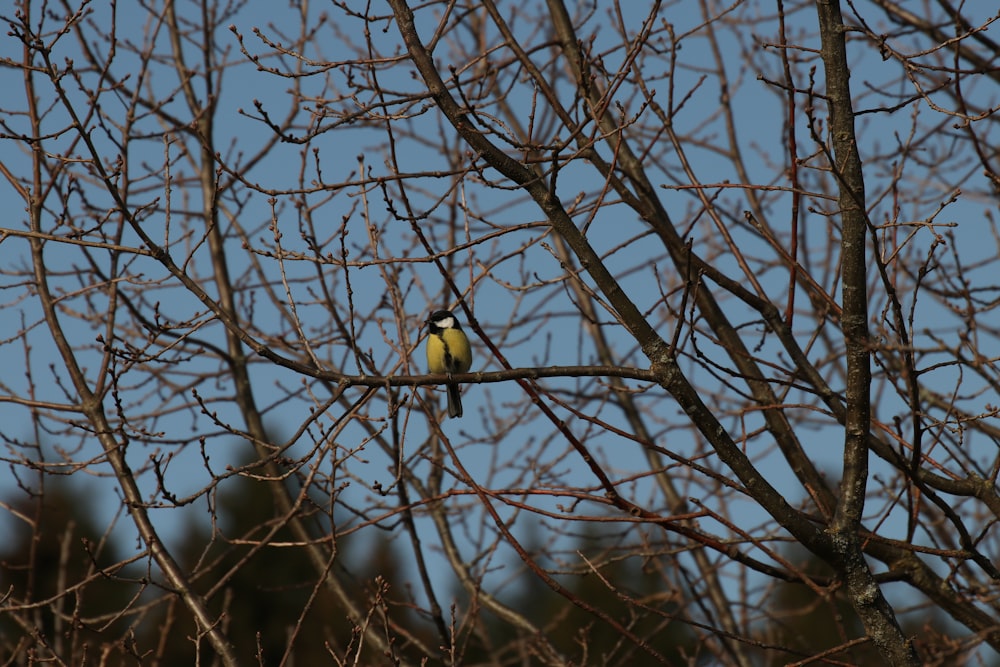 black and yellow bird on bare tree during daytime