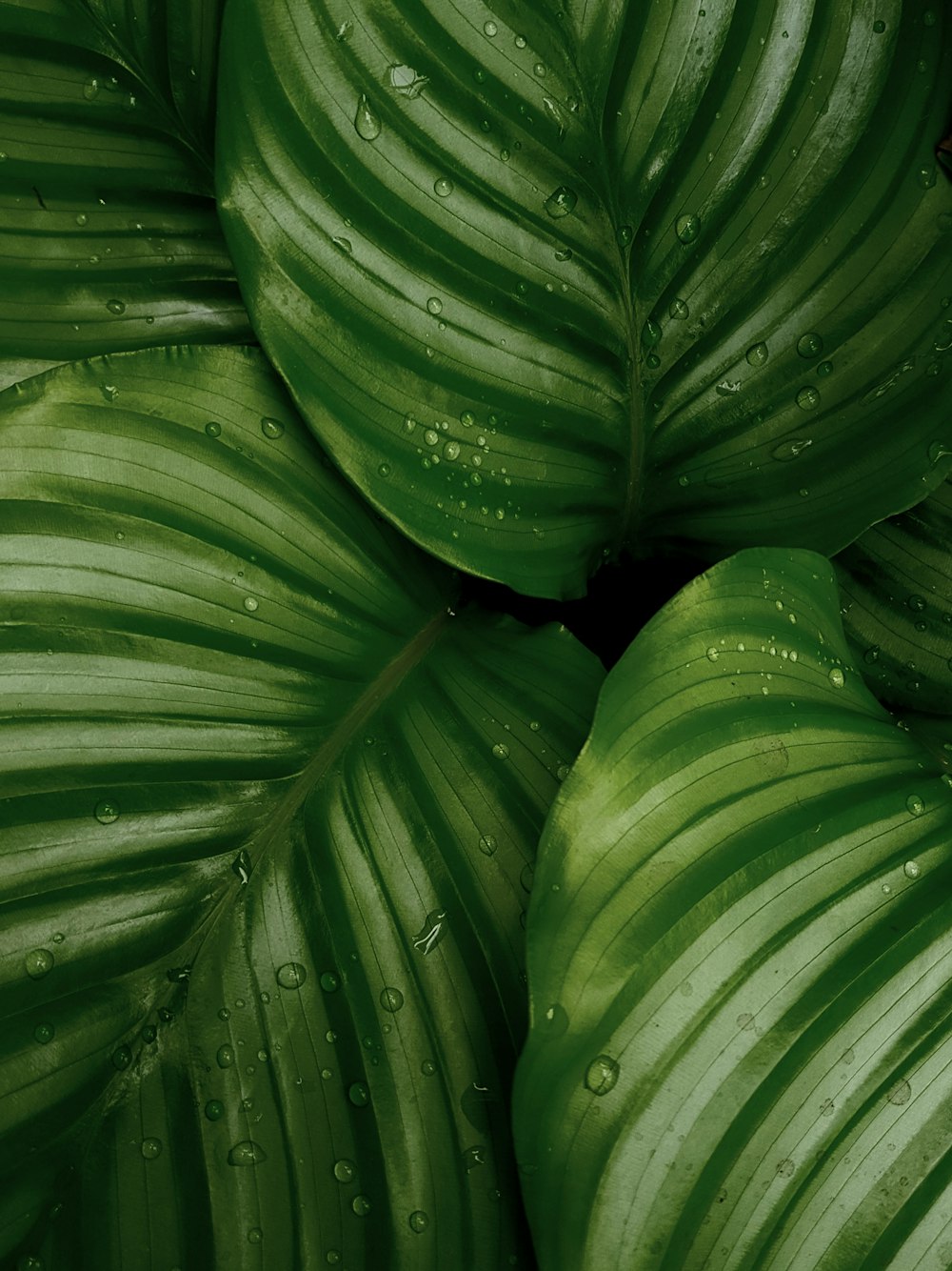 water droplets on green leaves