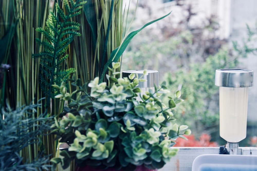 green plant on brown clay pot