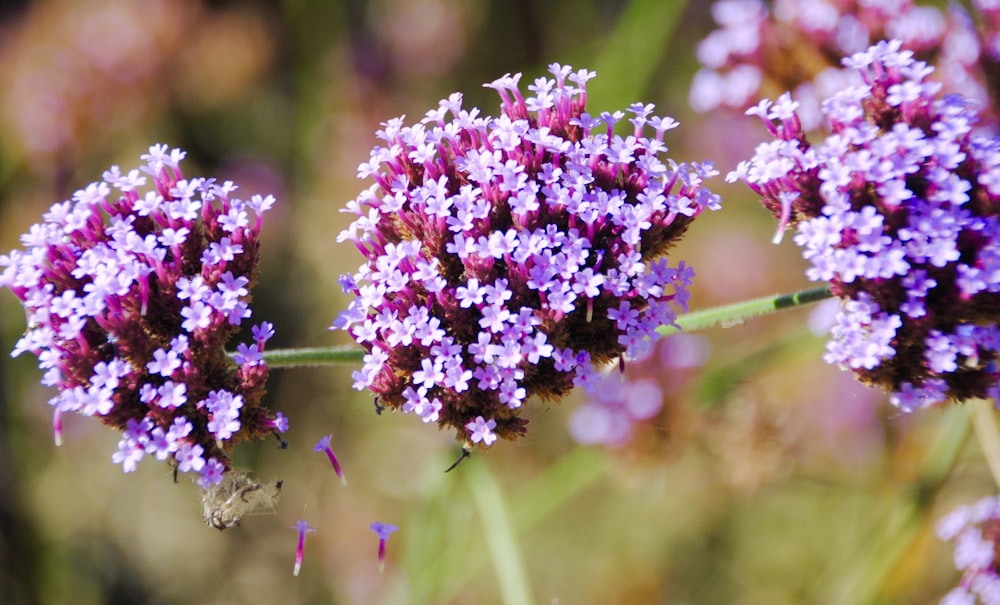 purple flower in tilt shift lens